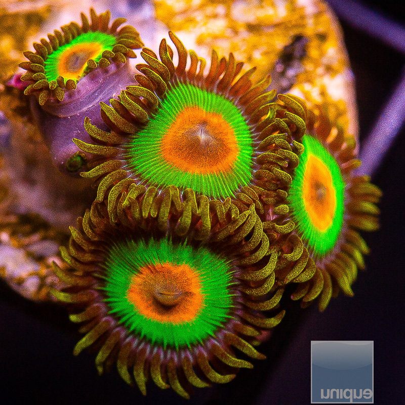 Rasta Zoanthid 59 24.JPG