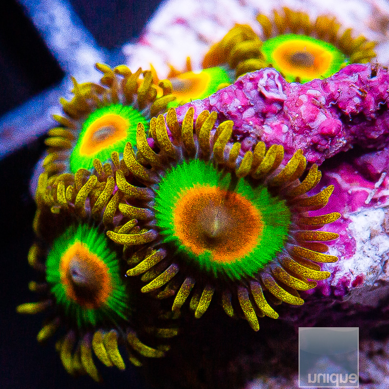 Rasta Zoanthid 59 36.JPG