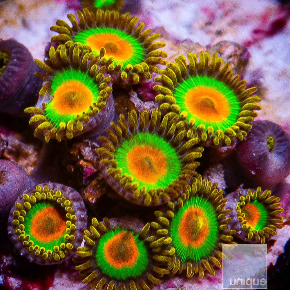 Rasta Zoanthid 79 36.JPG