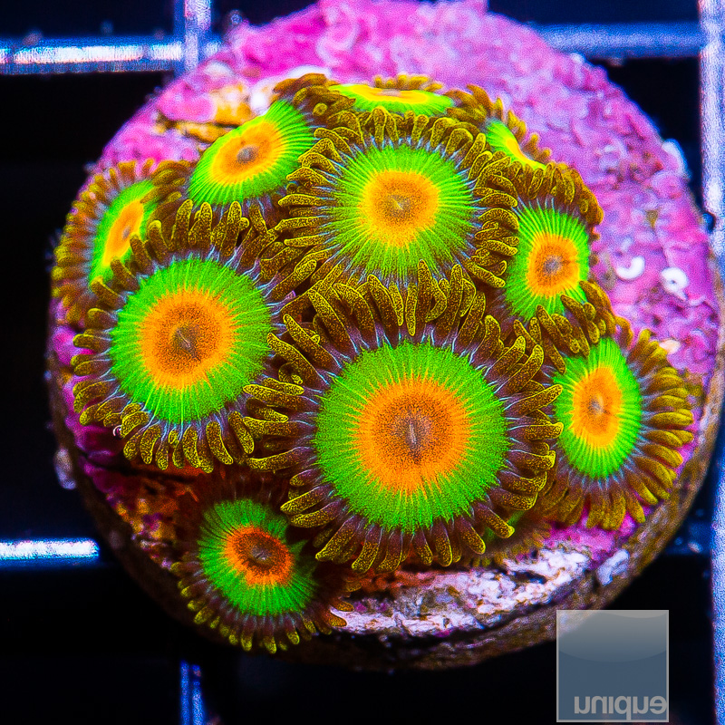 Rasta Zoanthid 89 65.JPG