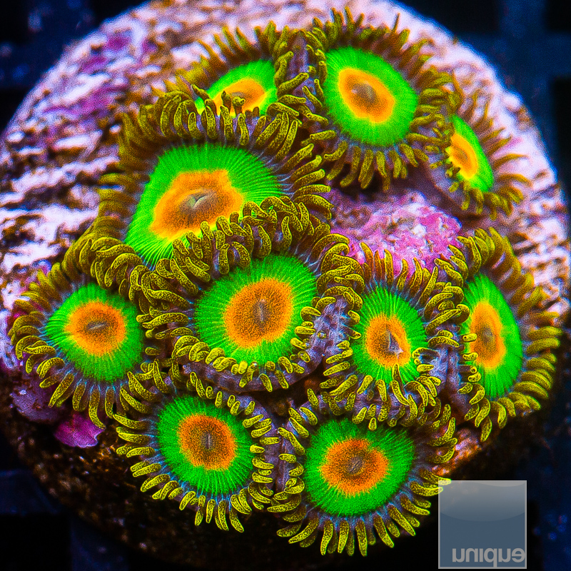 Rasta Zoanthid 99 46.JPG