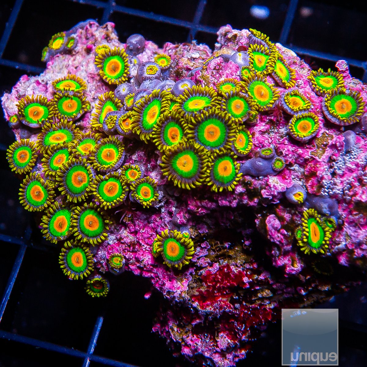 Rasta Zoanthid colony 319 145.JPG