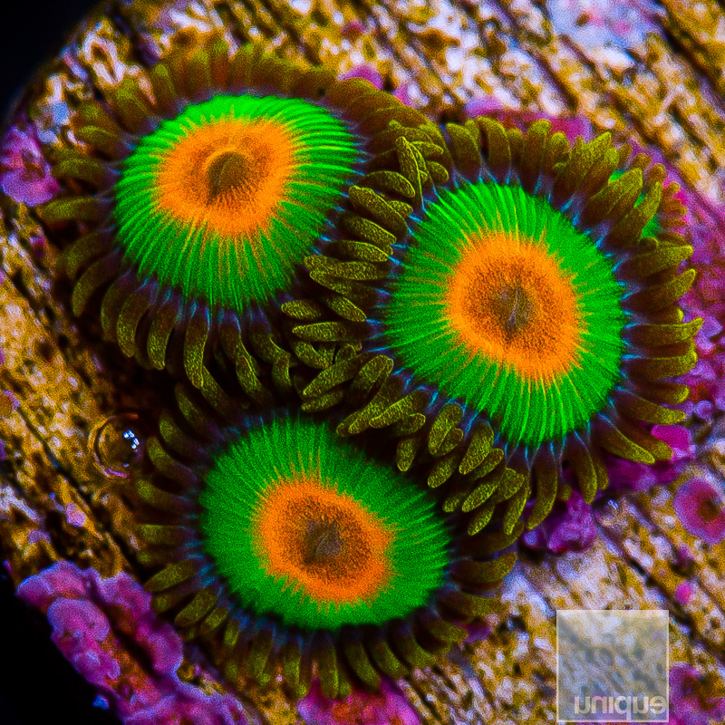 Rasta Zoanthids 29 16.JPG