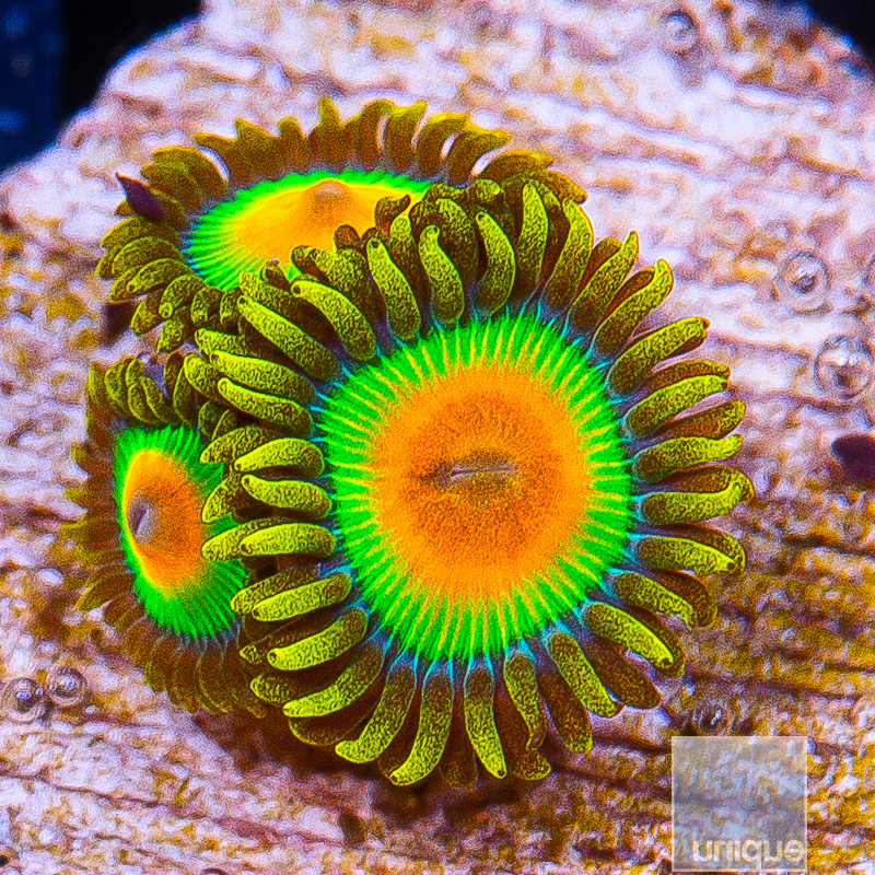 Rasta Zoanthids 32 20.JPG