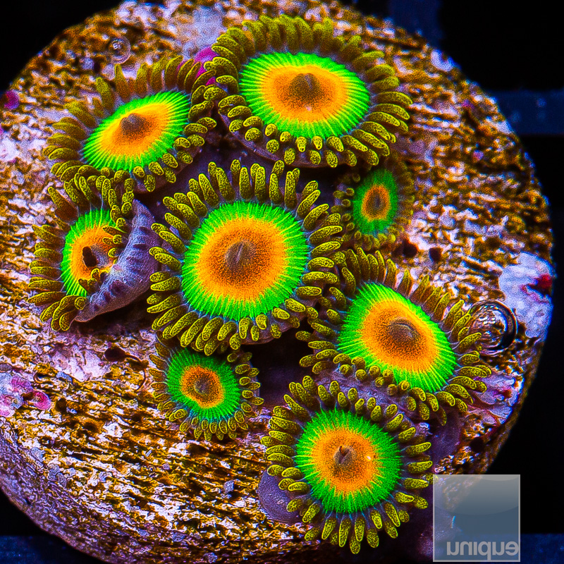 Rasta Zoanthids 79 36.JPG