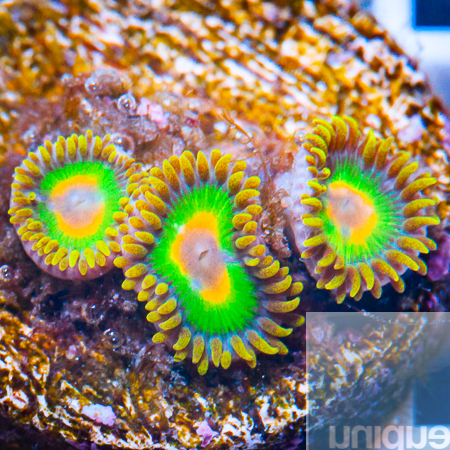 Rasta zoas 49 36.jpg