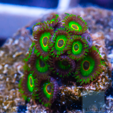 rasta zoas 77 119.jpg