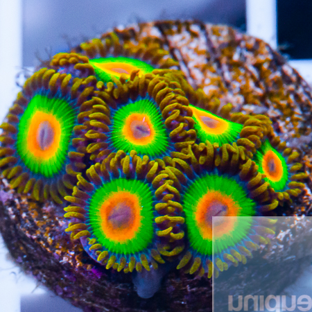 Rasta zoas 78 58.jpg