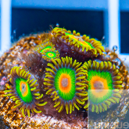 rasta zoas 78 62.jpg