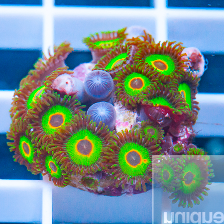 rasta zoas 99 49.jpg