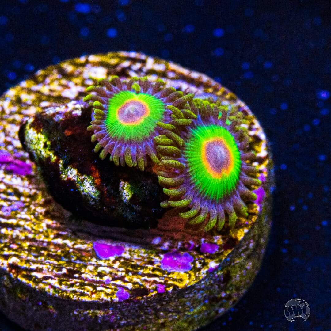 Rastas Zoanthids.jpg