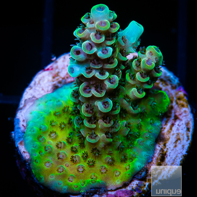 Rays Rainbow Acropora 99 71.JPG