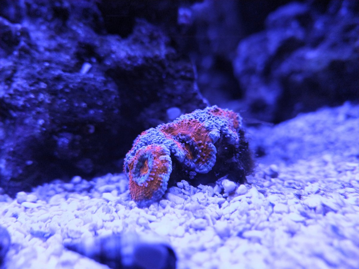 Red Acan.jpg