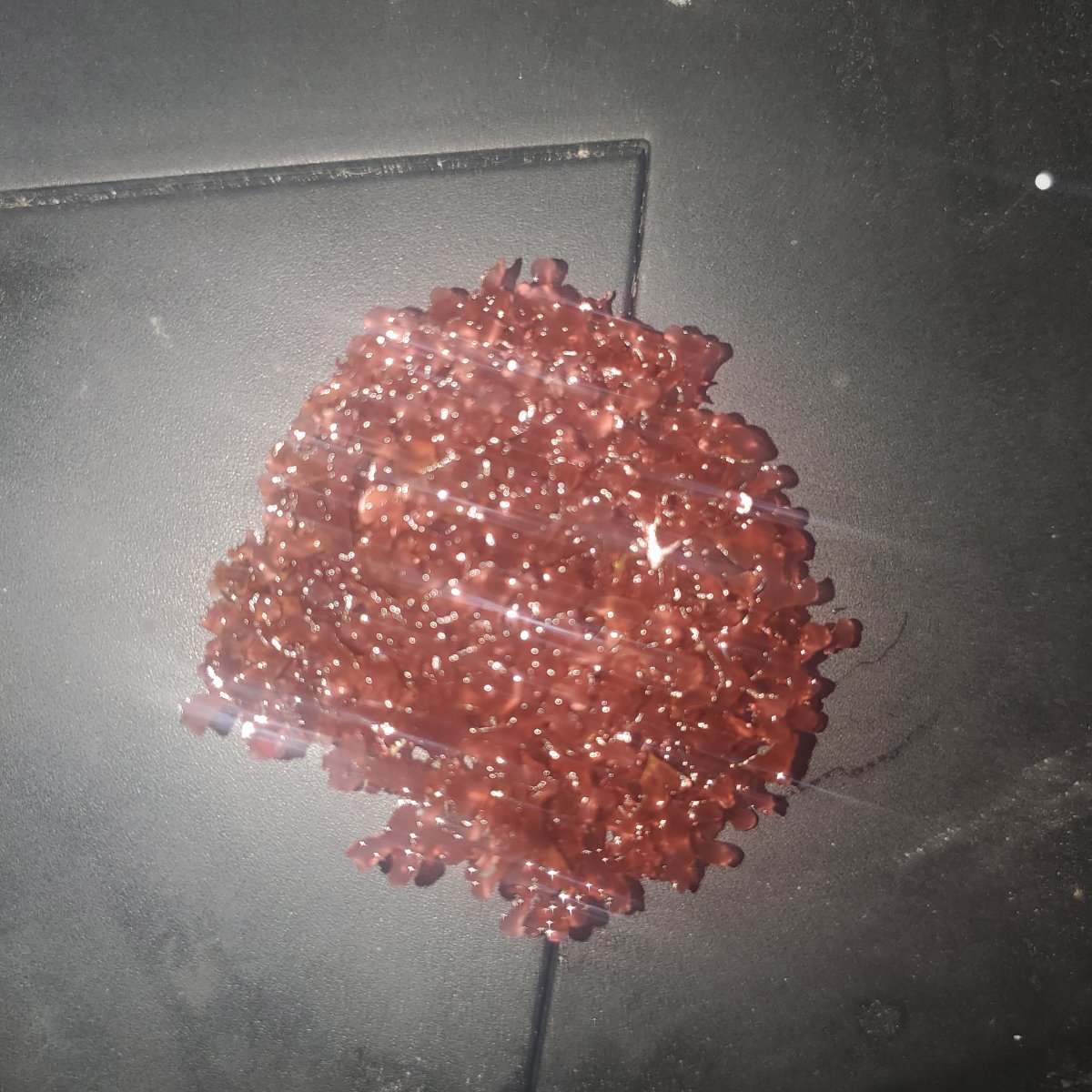 Red Algae.jpg