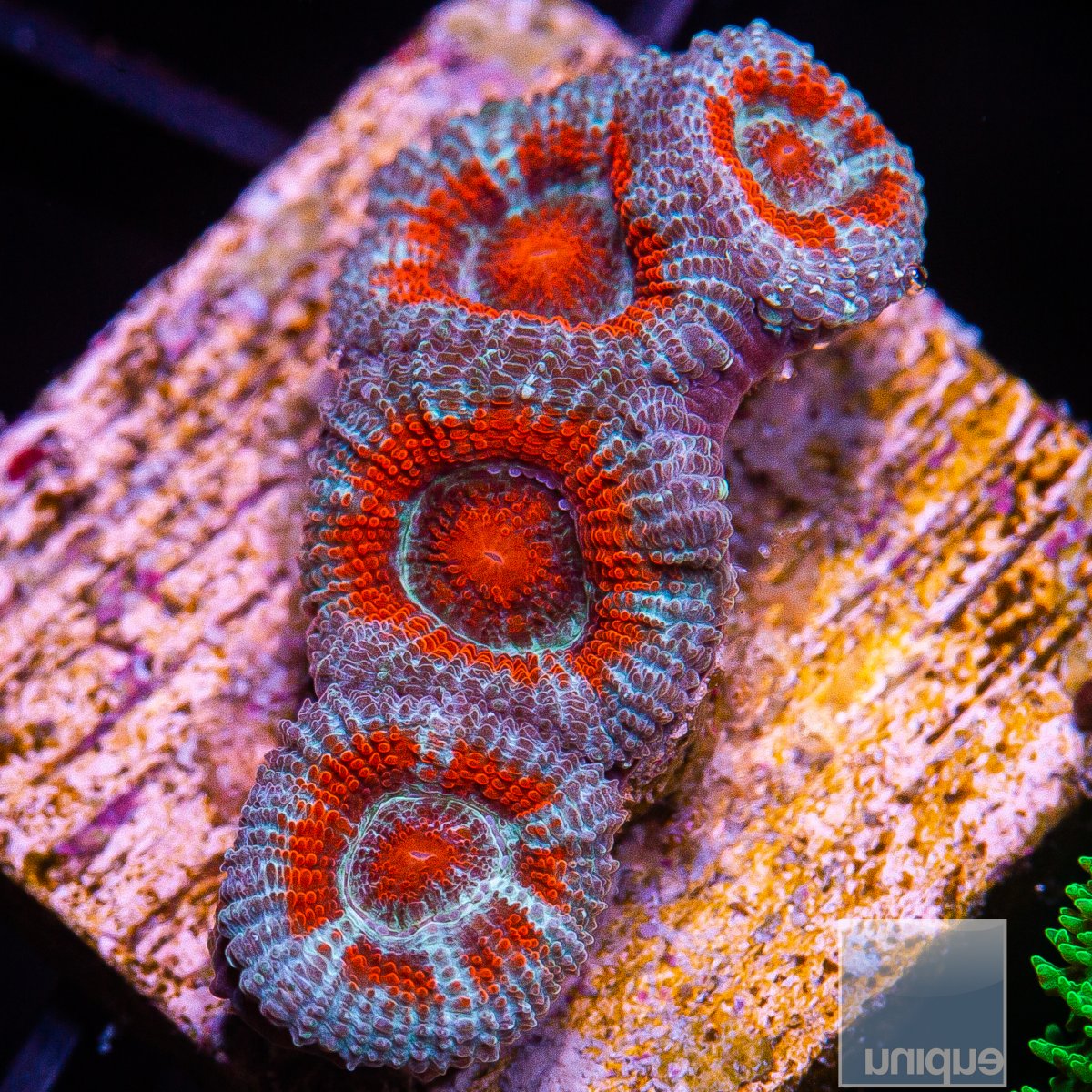 Red and Lavender Acan Lord 49 22.JPG