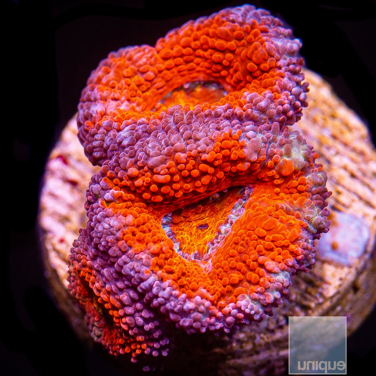 Red and Purple Acan Lord 34 12.JPG