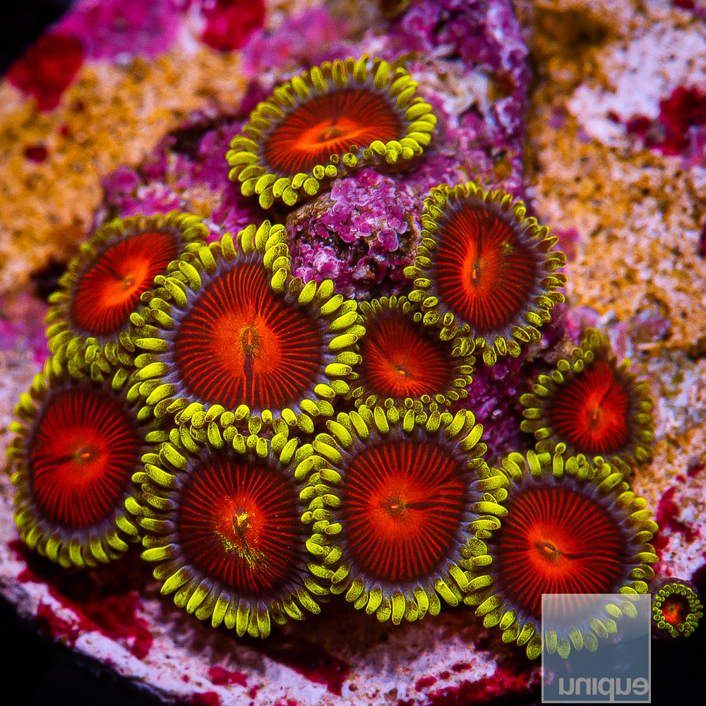 Red and Yellow Zoanthid 99 65.JPG