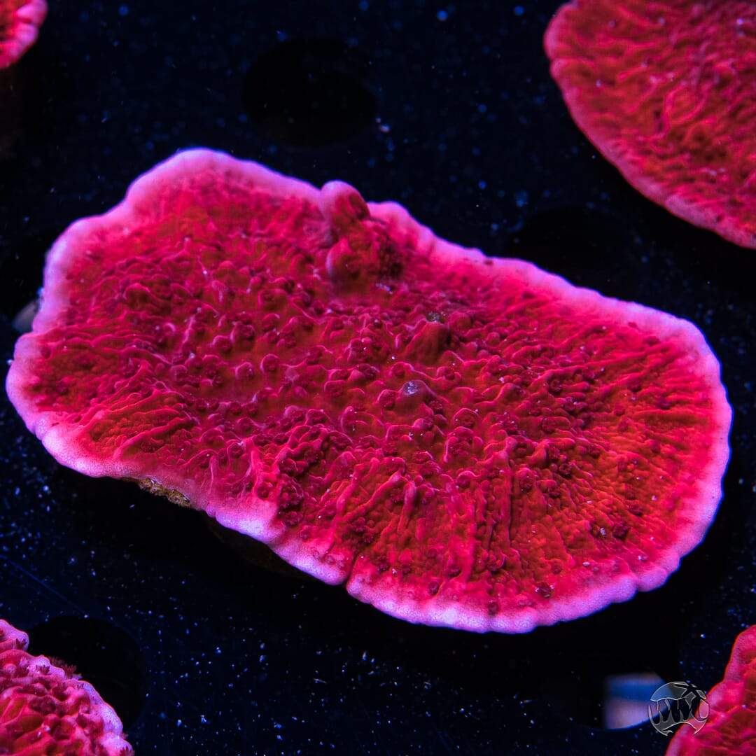 Red Cap Montipora 5.jpg