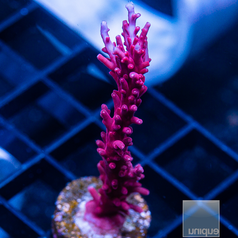 Red Dragon Acropora 89 45.JPG