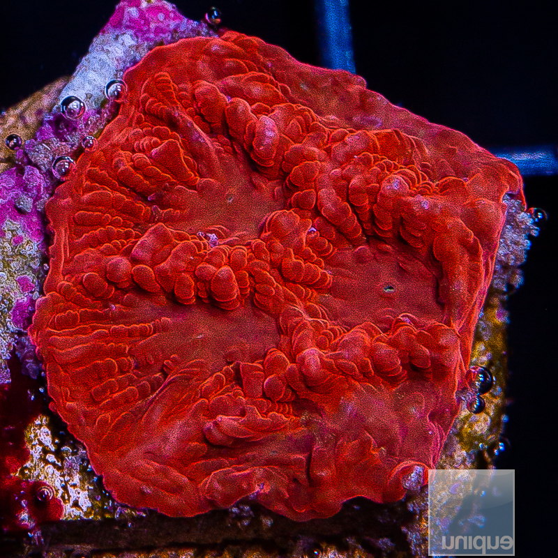 Red Favia 39 10.JPG