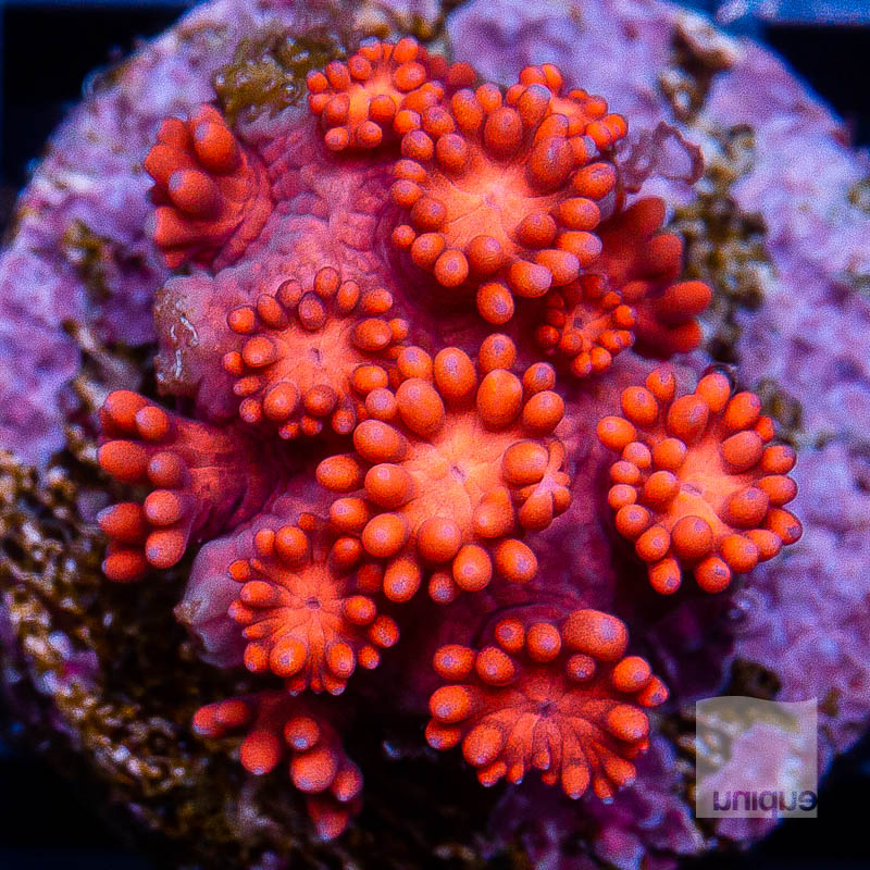 Red Goniopora 79 48.jpg