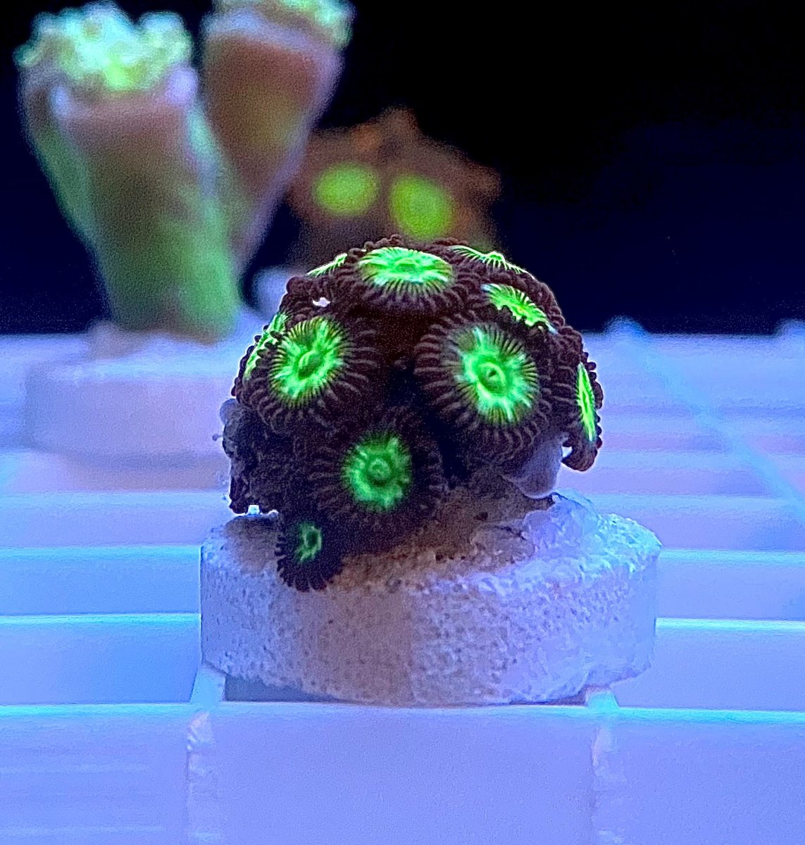 Red-Green Zoa.jpg