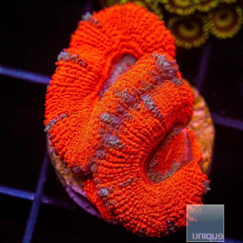 Red Hot Acan Lord 44 26.JPG