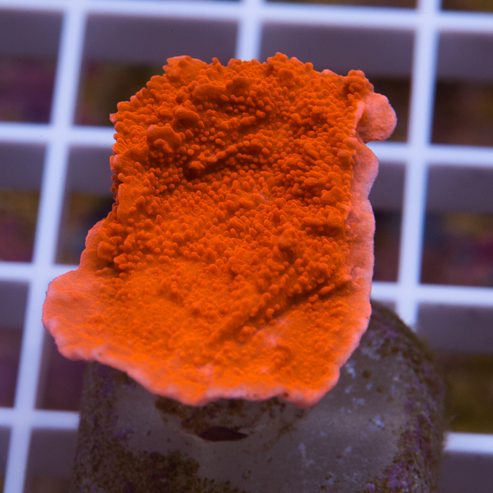 red-montipora-14-29.jpg