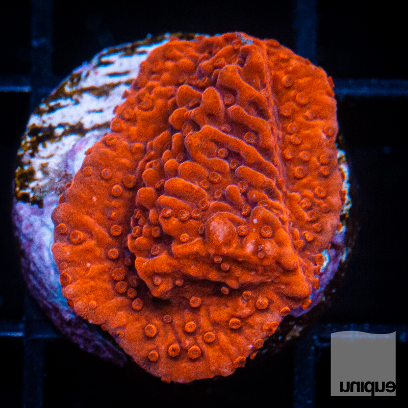 Red Montipora 29 20.jpg