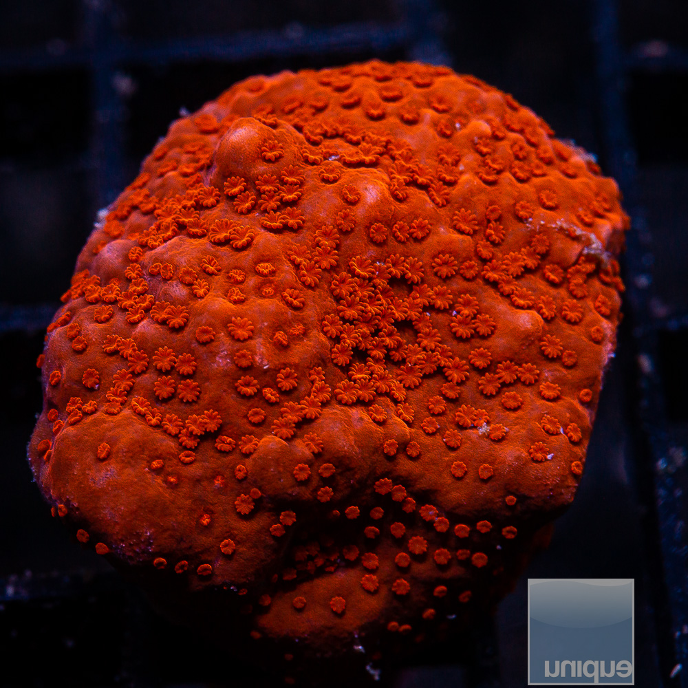 Red Montipora 34 10.JPG