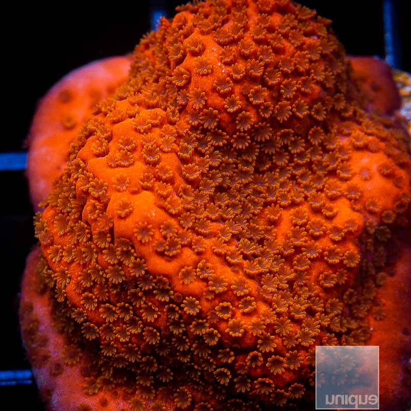 Red Montipora 49 28.JPG