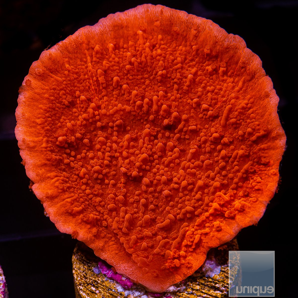 Red Montipora Capricornus 32 10.JPG