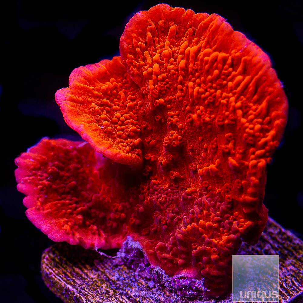 Red Montipora Capricornus 34 18.JPG