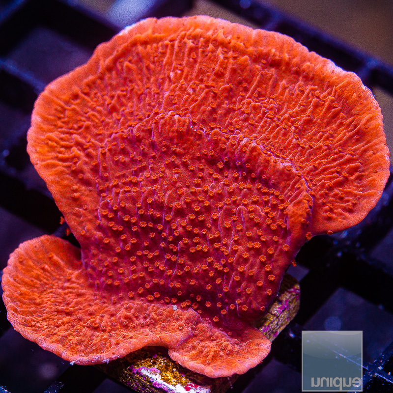 Red Montipora Capricornus 39 10.JPG