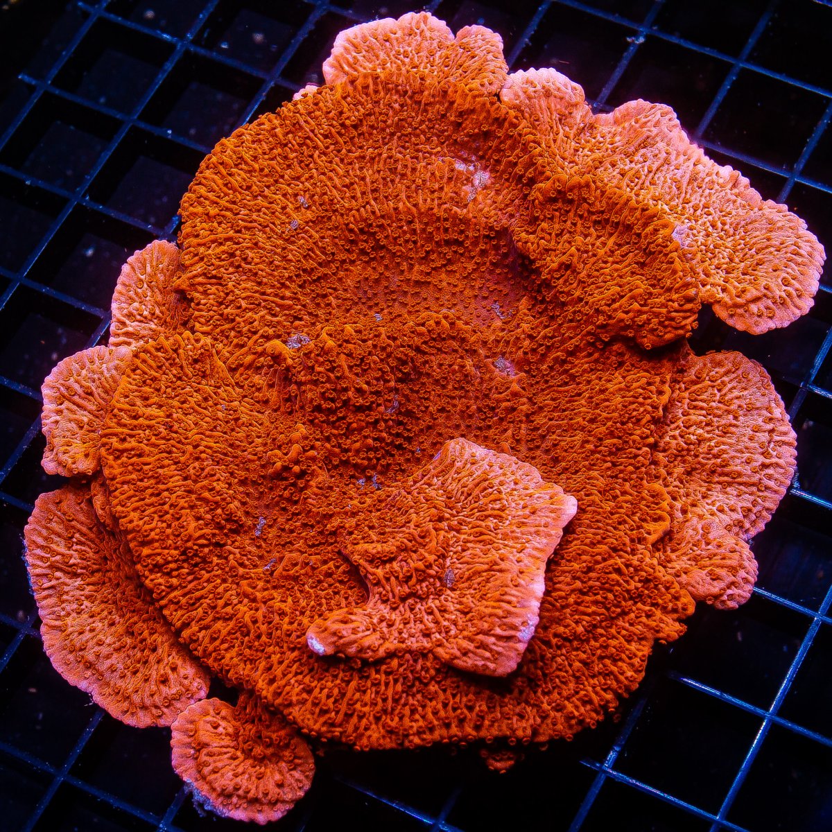 Red Montipora Capricornus Growout 349 225.JPG