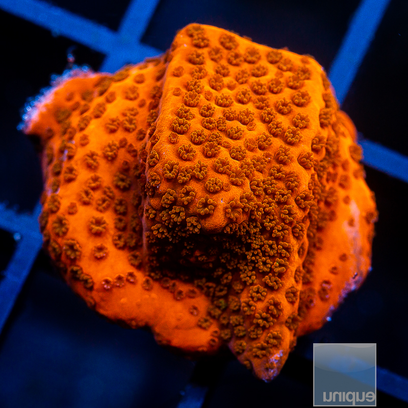 Red Orange Montipora 32 21.JPG