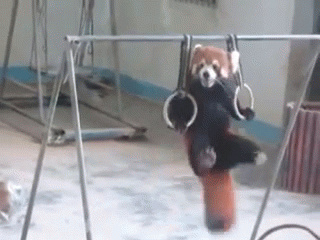 red-panda-workout.gif