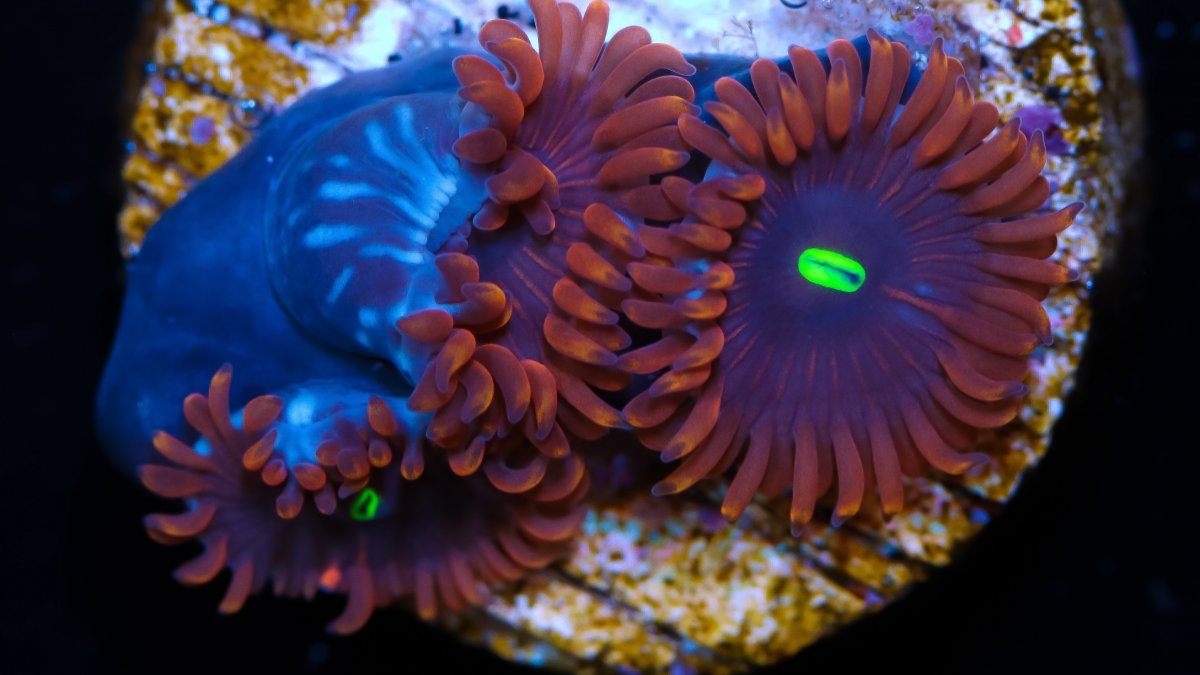 red people eater zoa.jpg