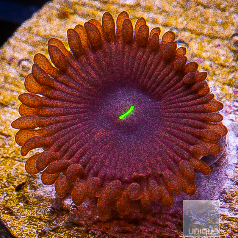 Red People Eater Zoanthid 10 5.JPG