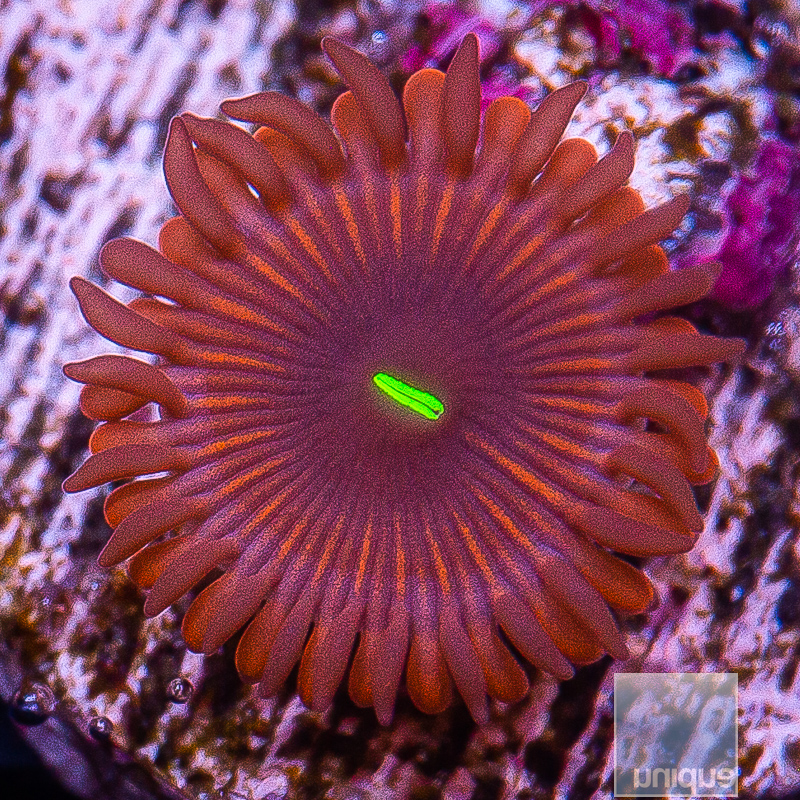 Red People Eater Zoanthid 15 5.JPG