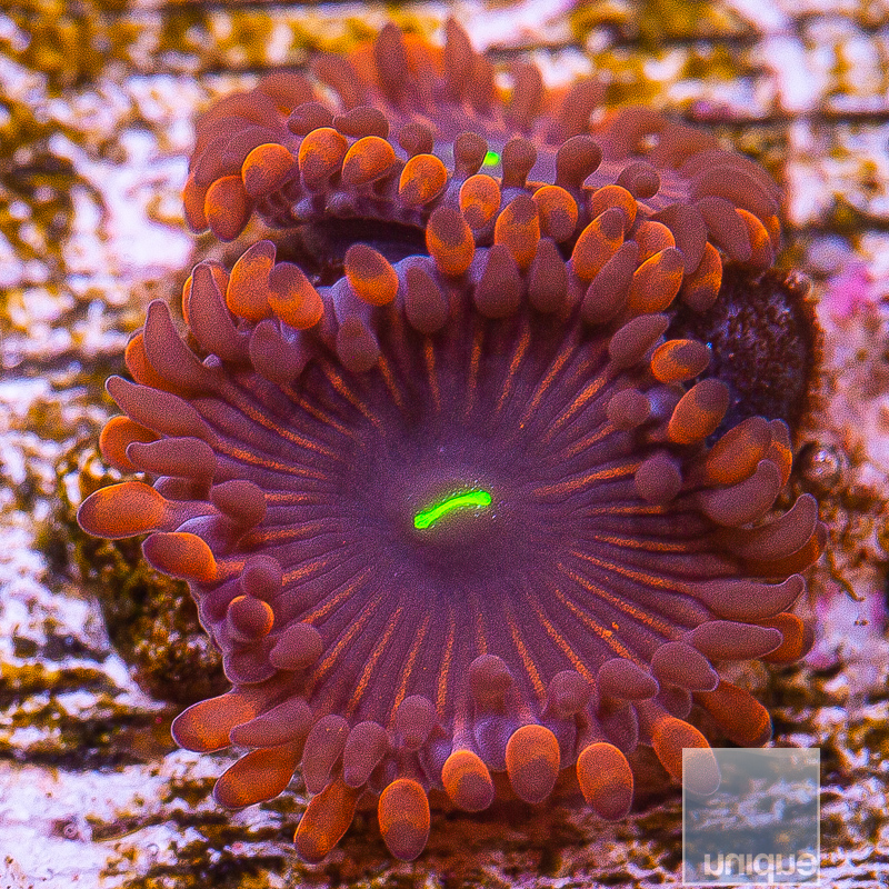 Red People Eater Zoanthid 19 5.JPG