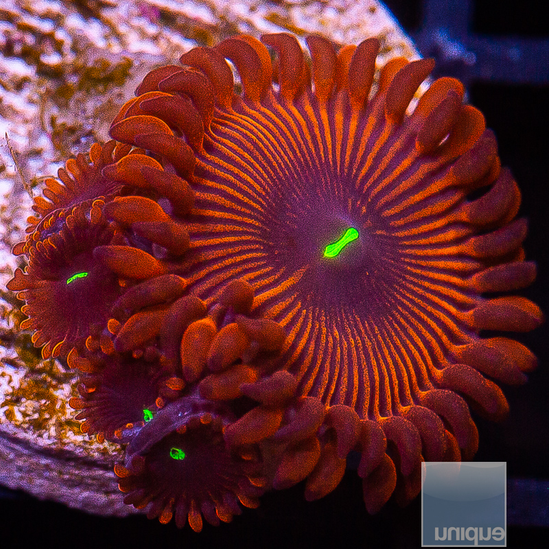 Red People Eater Zoanthid 29 10.JPG