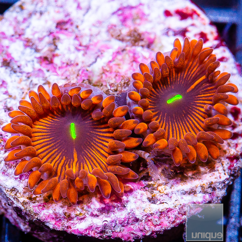 Red People Eater Zoanthid 29 12.JPG