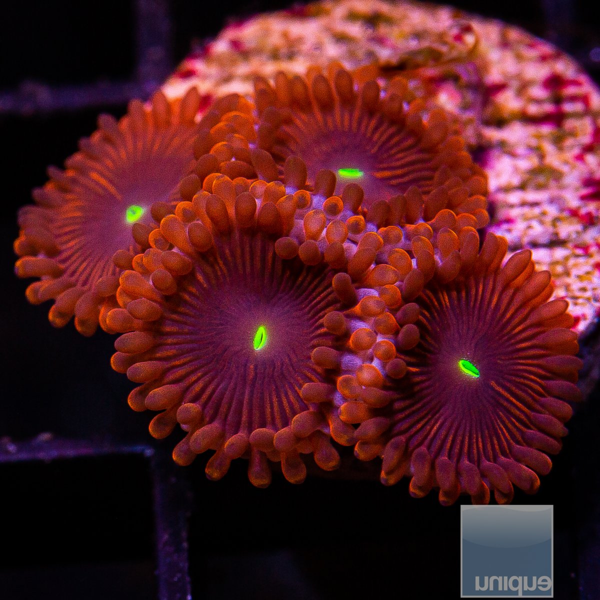 Red People Eater Zoanthid 34 10.JPG