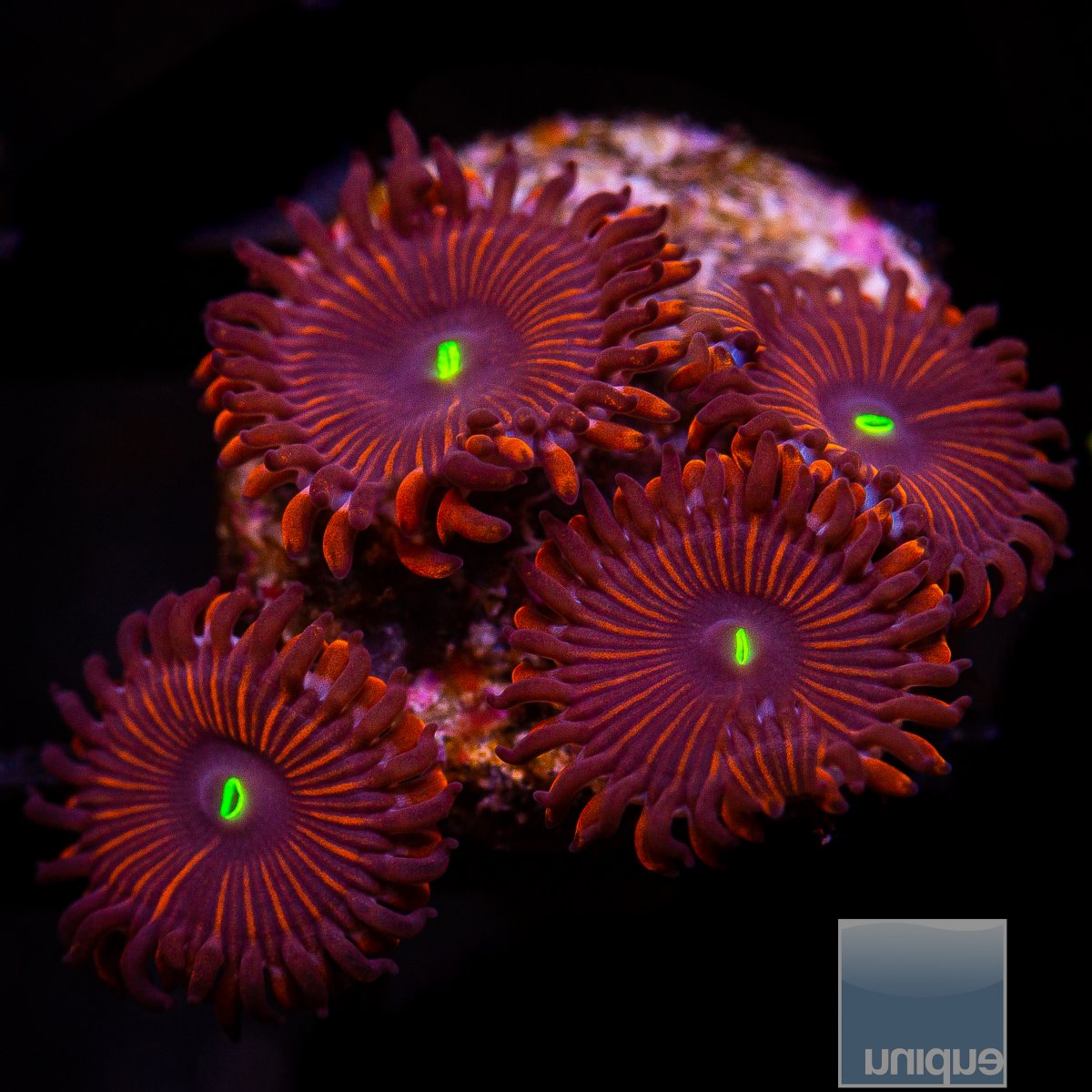 Red People Eater Zoanthid 39 21.JPG