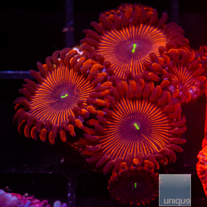 Red People Eater Zoanthid 45 12.JPG