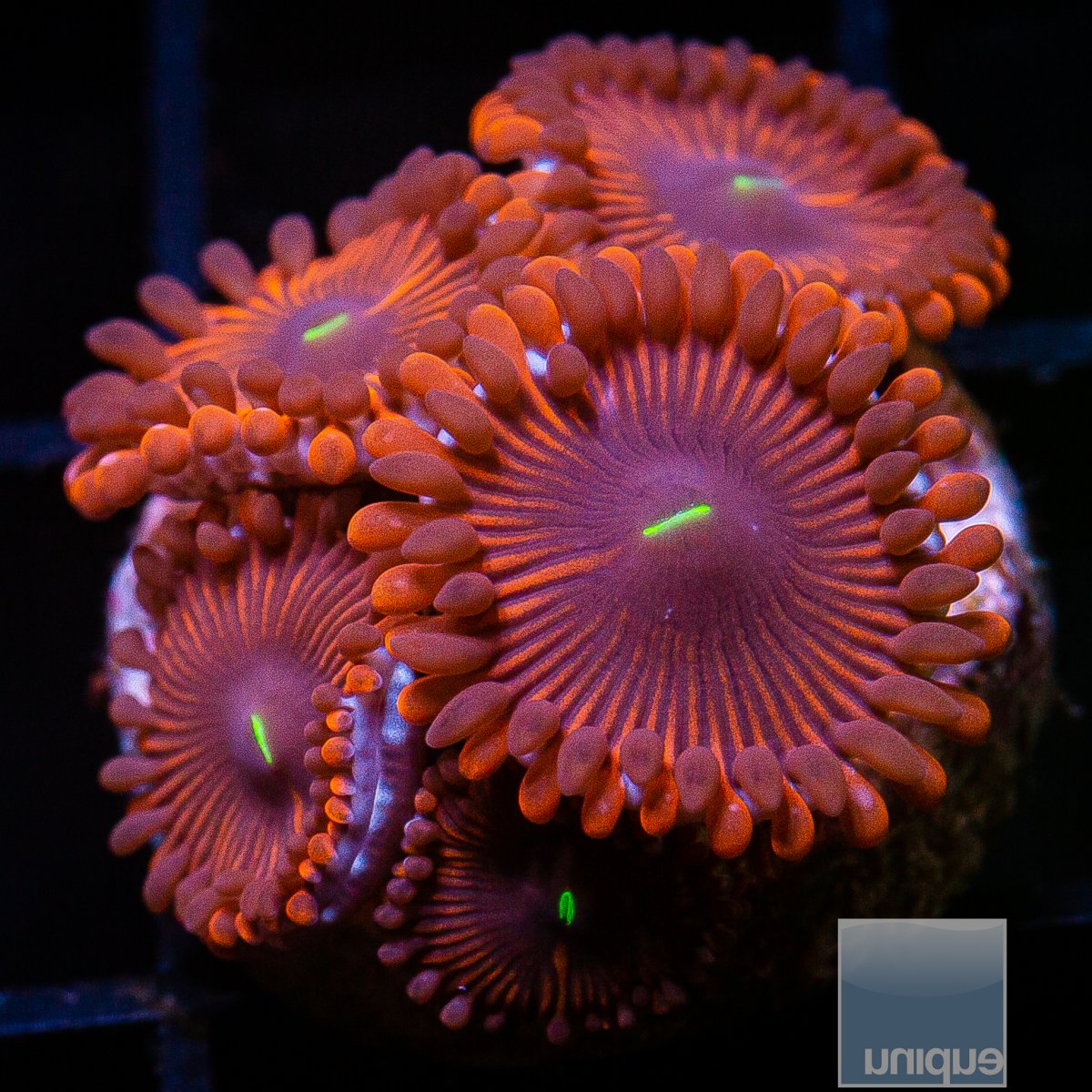 Red People Eater Zoanthid 49 26.JPG