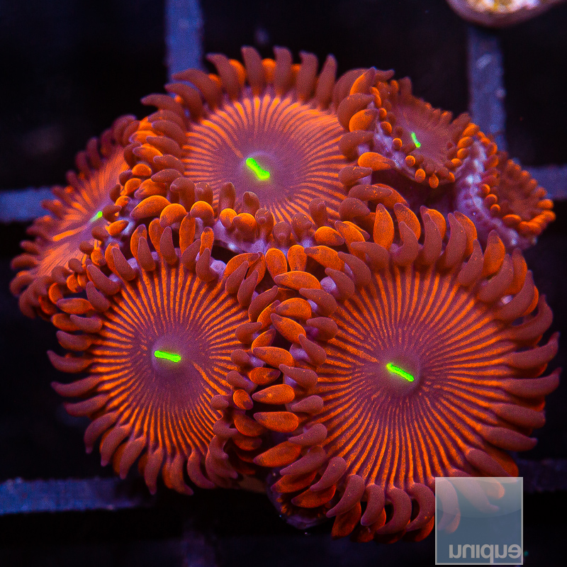 Red People Eater Zoanthid 59 36.JPG