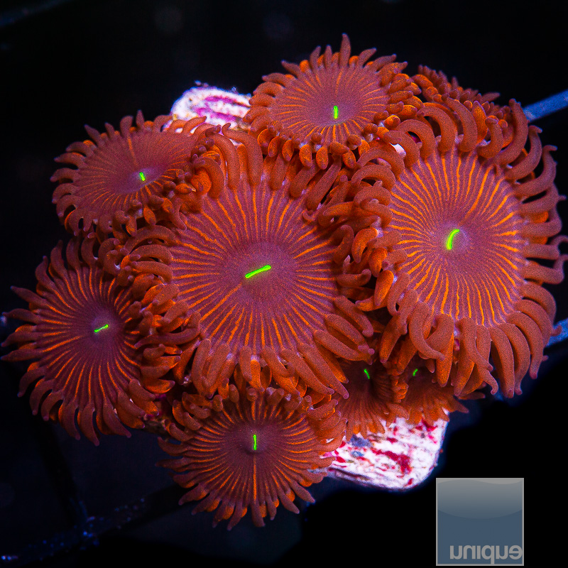 Red People Eater Zoanthid 59 36.JPG