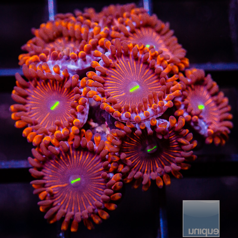 Red People Eater Zoanthid 79 46.JPG